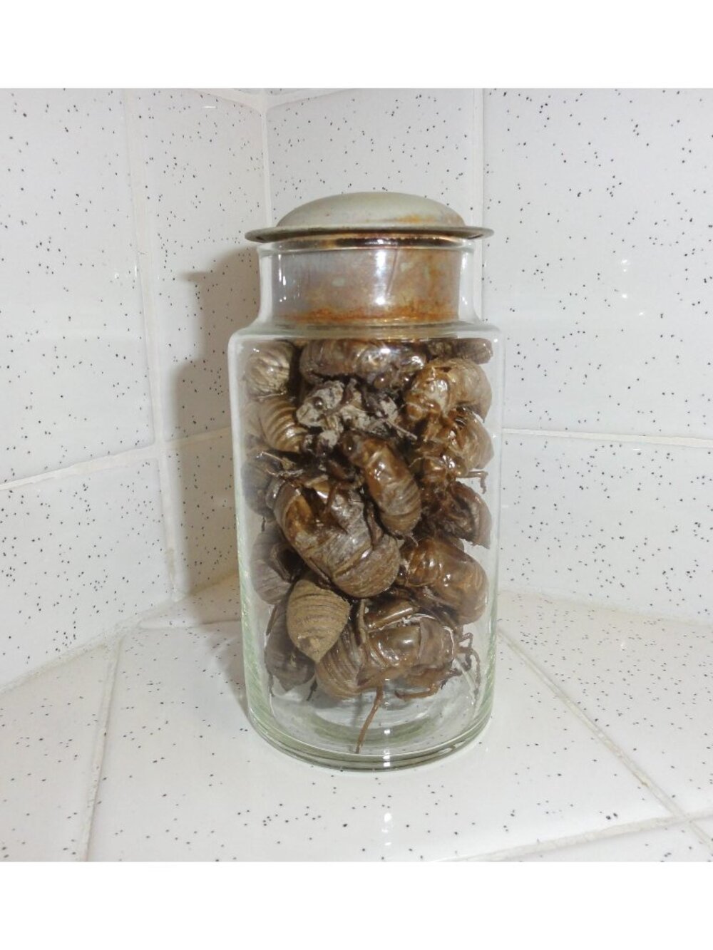 Antique Apothecary Jar of Large & Small Cicada Skins oddity jar curiosity